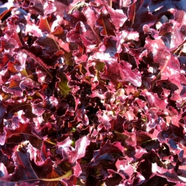 «Red Salad Bowl» - Organic Salad Seeds