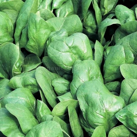 «Winter Giant» - Organic Spinach Seeds