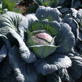 «Amager 611» - Organic Cabbage Seeds