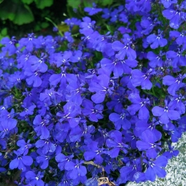 «Blue Carpet» - Organic Lobelia Seeds
