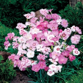 «Cottage Pinks» - Organic Dianthus Seeds
