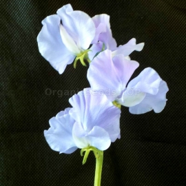 «Royal Lavender» - Organic Sweet Pea Seeds