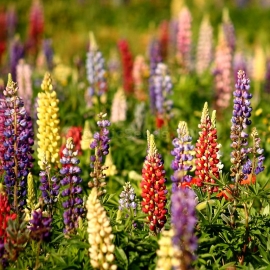 «Russell Mix» - Organic Lupine Seeds