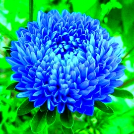 «Contraster Blue» - Organic Aster Seeds
