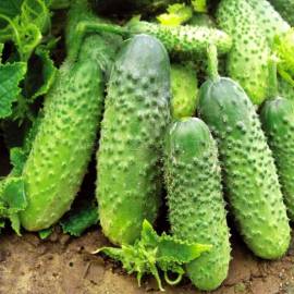«Lyalyuk» - Organic Cucumber Seeds