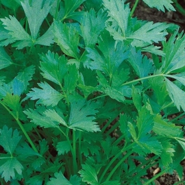 «Giant of Italy» - Organic Parsley Seeds