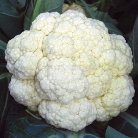 «Early Harvest» - Organic Cauliflower Seeds