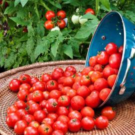«Big Cherry» - Organic Tomato Seeds