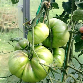 «Great White» - Organic Tomato Seeds