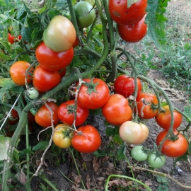 «Queen of the North» - Organic Tomato Seeds