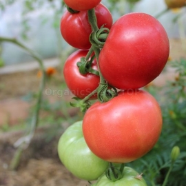 «Reckless Wheels» - Organic Tomato Seeds