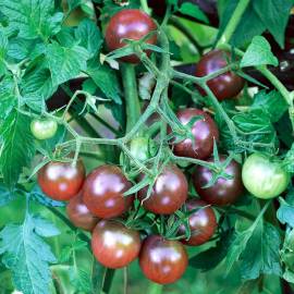 «Black Cherry» - Organic Tomato Seeds