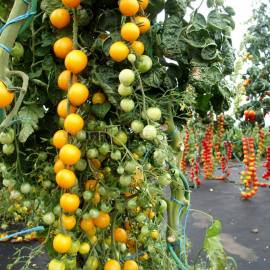 «Golden Crown» - Organic Tomato Seeds