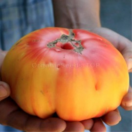 «Grandma Viney's Yellow and Pink» - Organic Tomato Seeds