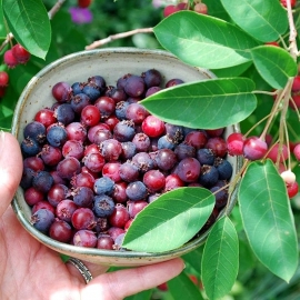 Organic Canadian Serviceberry Seeds (Amelanchier Canadensis)