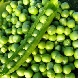 «Knight» - Organic Pea Seeds