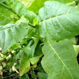 «Michurin» Heirloom Tobacco Seeds