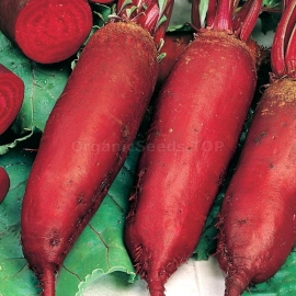 «Long Cylinders» - Organic Beetroot Seeds
