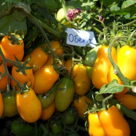 «Oberig» - Organic Tomato Seeds