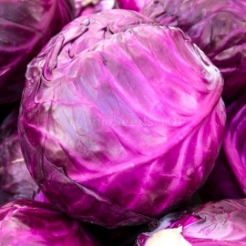 «Anthracite» - Organic Cabbage Seeds