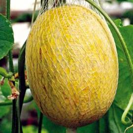 «Zlata» - Organic Melon Seeds