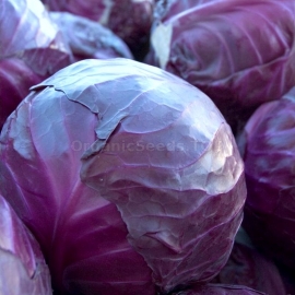 «Maxilla» - Organic Cabbage Seeds