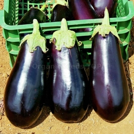 «Diamond» - Organic Eggplant Seeds