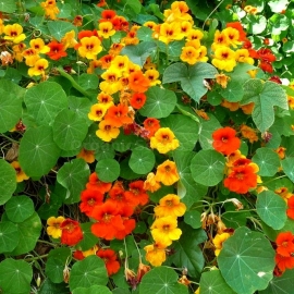 «Gleam Orange» - Organic Garden Nasturtium Seeds
