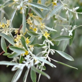 Organic Wild Olive Seeds (Elaeagnus angustifolia)