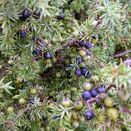 Organic Common Juniper Seeds (Juniperus Communis)