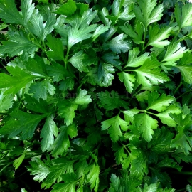 «Leafy» - Organic Parsley Seeds