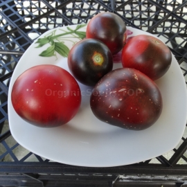 «Red Coal» - Organic Tomato Seeds