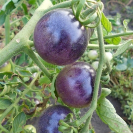 «Purple Haze» - Organic Tomato Seeds