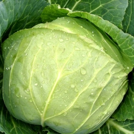 «Moscow Late» - Organic Cabbage Seeds