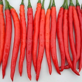 «Long Red Chili» - Organic Hot Pepper Seeds