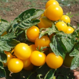 «Coin» - Organic Tomato Seeds