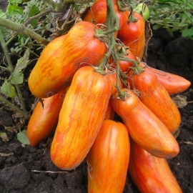 «Pepper striped yellow» - Organic Tomato Seeds