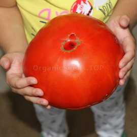 «Ukrainian size pink» - Organic Tomato Seeds