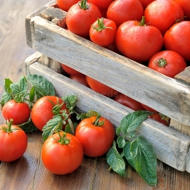 «Lord of the steppes» - Organic Tomato Seeds