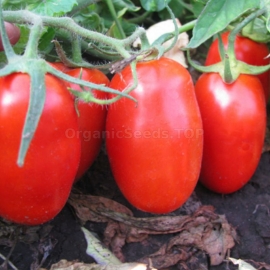 «Colombia» - Organic Tomato Seeds