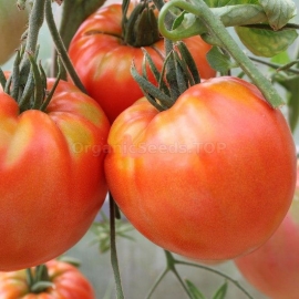 «King Kong» - Organic Tomato Seeds