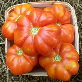 «Shaker's Large Red» - Organic Tomato Seeds