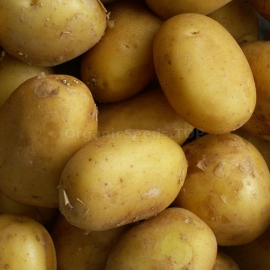 «Ballad» - Organic Potato Seeds