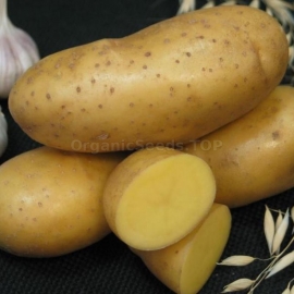 «The Empress» - Organic Potato Seeds