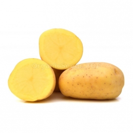 «Triumph» - Organic Potato Seeds