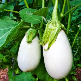 «White Lily» - Organic Eggplant Seeds