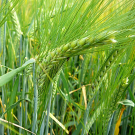 «Selena Star» - Organic Barley Seeds