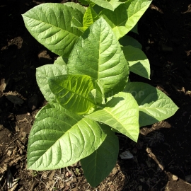 «Virginia» Heirloom Tobacco Seeds