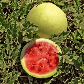 «Snowball» - Organic Watermelon Seeds
