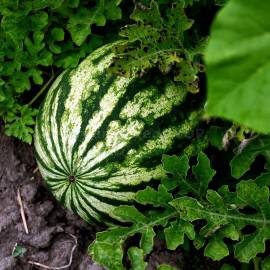 «Spassky» - Organic Watermelon Seeds